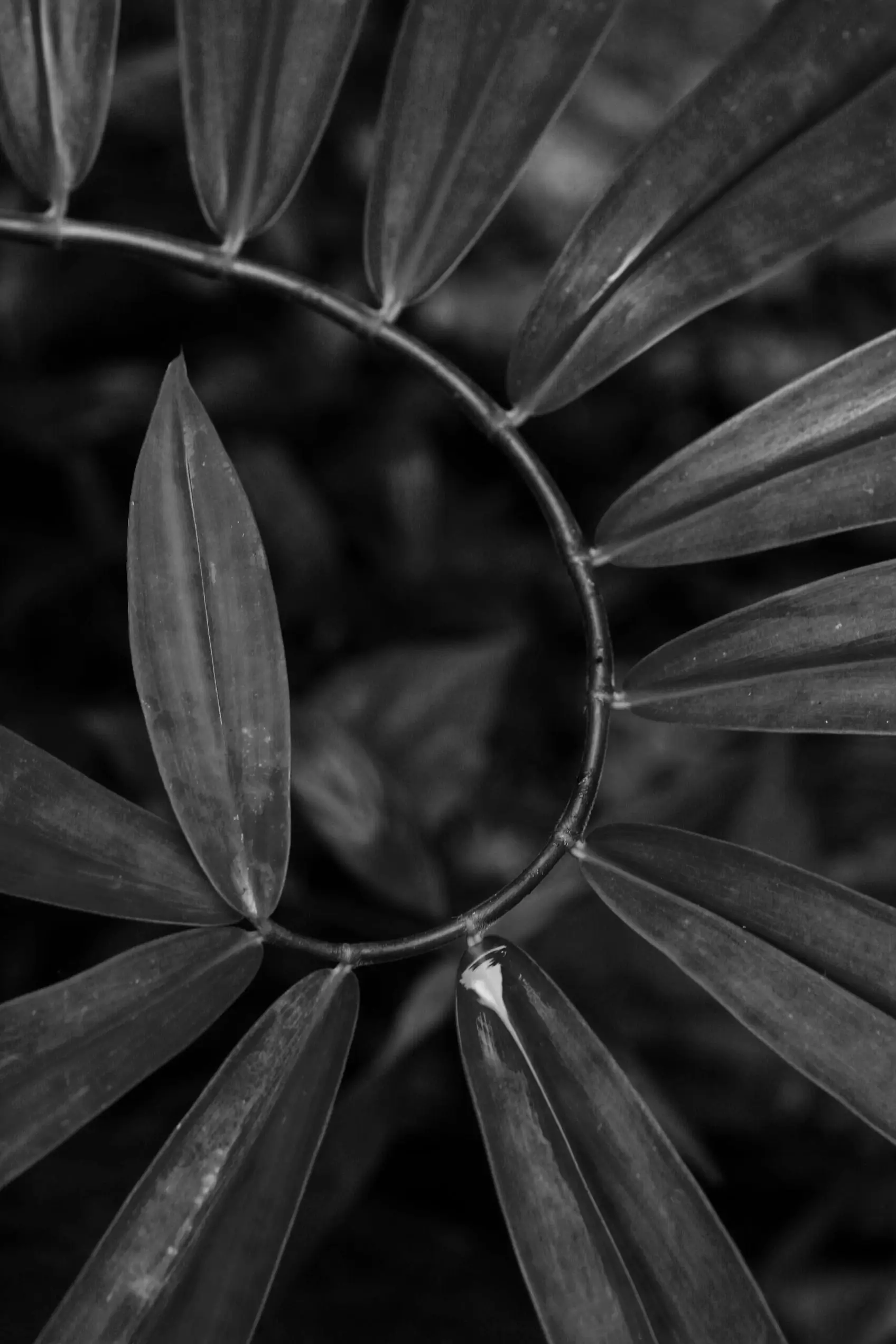 Plante en symétrie naturelle